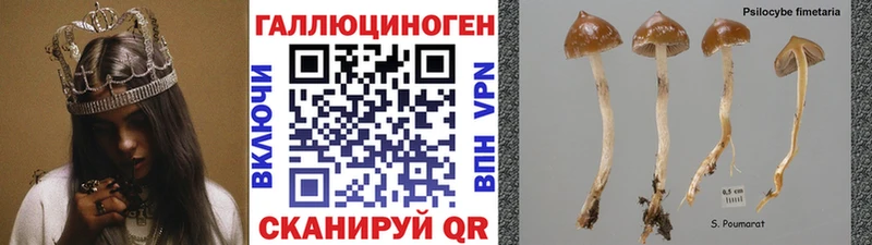 купить  цена  Бежецк  Галлюциногенные грибы Psilocybine cubensis 